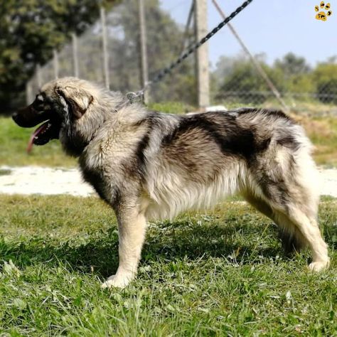 KARST SHEPHERD🐕Kraški ovčar #wdogsintheworld From Slovenia, @karst_shepherd_panco© Photo:@klaricee #karstshepherd #Kraškiovčar Karst Shepherd, Shiloh Shepherd, Guardian Dog, Livestock Guardian Dog, Livestock Guardian, Oc Inspiration, Group 2, Shepherd Dogs, Mixed Breed Dogs