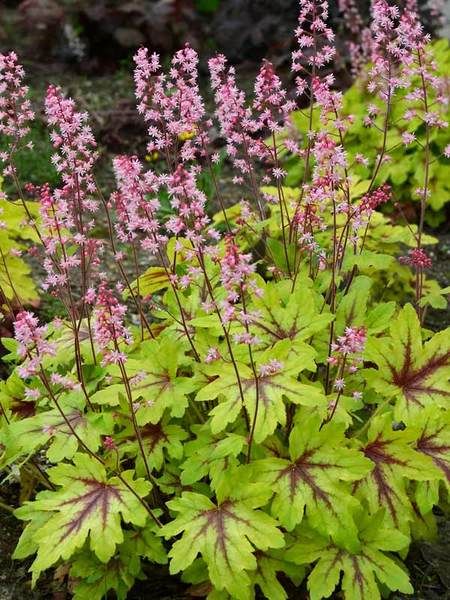 Best Flowering Dry Shade Perennials - Finding Sea Turtles Flowering Shrubs For Shade, Shade Perennial Garden, Part Shade Perennials, Flowering Shade Plants, Plants That Love Shade, Dry Shade Plants, Shade Grass, Shade Loving Perennials, Shade Shrubs