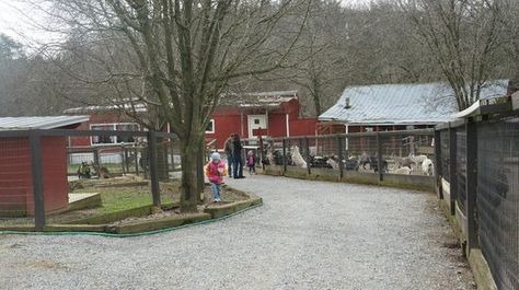 Petting Farm Layout, Petting Zoo Layout, Petting Zoo Farm Layout, Petting Zoo Animals, Petting Zoo Ideas, Petting Zoo Farm, Mountain Deer, Farm Resort, Petting Farm