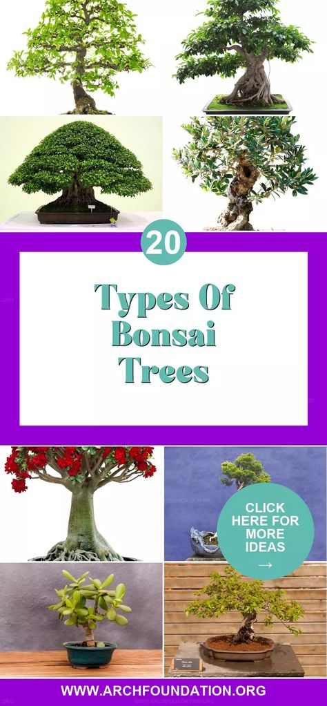 Bonsai trees, with their miniature grandeur, offer a fascinating way to see nature's beauty on a small scale. Each type provides a unique aesthetic, from the delicate lace of leaves to rugged, windswept forms. These tiny trees require careful cultivation, making them both a hobby and an art form. Choose one to start your bonsai journey! Bonsai Aesthetic, Types Of Bonsai Trees, Chinese Elm Bonsai, Bougainvillea Bonsai, Elm Bonsai, Tiny Trees, Bonsai Pruning, Jade Bonsai, Bonsai Tree Types