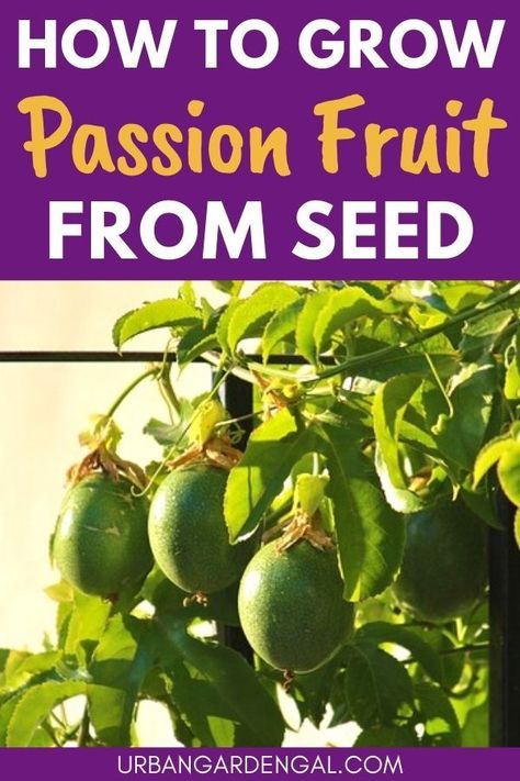 Growing passion fruit seeds How To Grow Passion Fruit Vines, Grow Passionfruit From Seed, Growing Passion Fruit From Seeds, Passion Fruit Plant Growing, How To Grow Passion Fruit From Seed, How To Grow Passion Fruit, Growing Passion Fruit, Allotment Planning, Yellow Passion Fruit