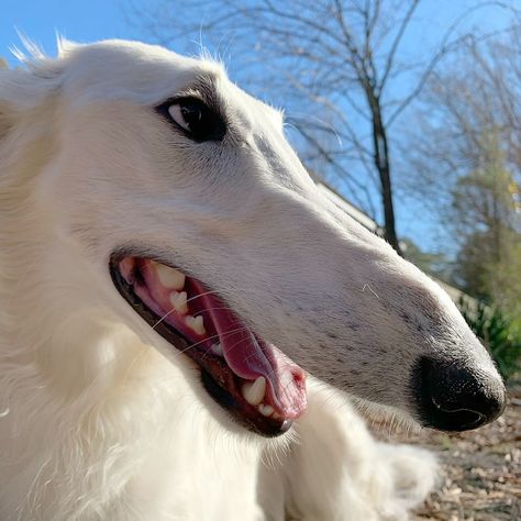 Internet Adores This Very Long Dog With Even Longer 12.2-Inch Snout (30 Pics) Long Face Dog, Borzoi Dog, Long Dog, Puppy Images, Long Nose, Afghan Hound, Silly Dogs, Dog Pin, Cute Cats And Dogs