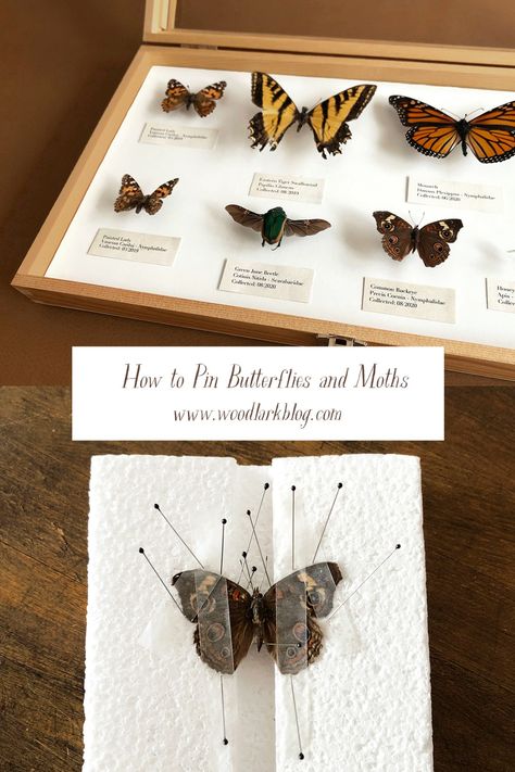 How to Pin and Preserve Butterflies and Moths for Display – Woodlark Blog – Woodlark Diy Insect Pinning Board, How To Pin A Butterfly, How To Display Butterflies, Found Things Art, How To Mount Butterflies, Insect Taxidermy Diy, How To Preserve A Butterfly, How To Preserve Butterflies, How To Preserve Mushrooms For Decoration