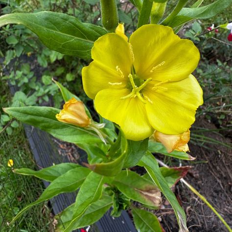 Common evening-primrose, or 'Evening star Latin name: Oenothera biennis WHERE TO PLANT:�Grow evening primrose in a bright spot out of direct sunlight, in moist but well-drained soil. They grow to an average height of around 1m, so plant it towards the middle or back of your border, in full sun to partial shade, and in moist but well drained soil. IN OUR GARDEN IN AUGUST: We have this growing on our flower slope, allowing the water to drain freely and it not be sitting in damp wet conditioni... Oenothera Biennis, Food Forest Garden, Face The Sun, Evening Star, Average Height, Facing The Sun, Food Forest, Forest Garden, Evening Primrose