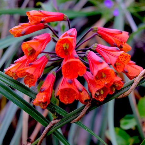 Ecuador Flowers, Indian Paint Brush, Alpine Flowers, Art Process, Denali National Park, Forest Fire, Top Of The World, Paint Brush, Flowers Photography