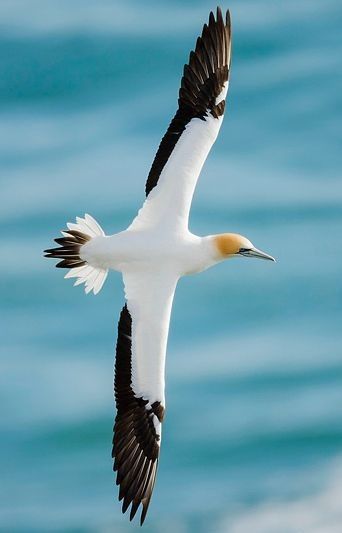 Gannet Tattoo, Gannet Bird, Nz Birds, Birds Photography Nature, Wildlife Pictures, Wild Creatures, Big Bird, Sea Birds, Bird Photography