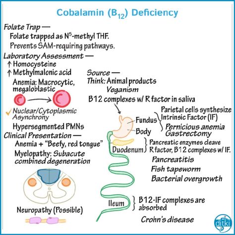 Review some important nutritional disorders! #nutrition #nutritionaldisorders #vitamins #vitamindeficiency #usmle #comlex #meded #medicalschool #ditki #drawmedicine #biomedicalscience #drawscience #humanbiology #pathology  https://drawittoknowit.com/course/pathology/glossary/physiological-process/nutritional-disorders-vitamins-b-1-b-6-folate-b-9-b-12 Clinical Pathology, Biochemistry Notes, B12 Deficiency, Study Essentials, Medical Student Study, Biomedical Science, Vitamin Deficiency, Biology Notes, Medical Studies