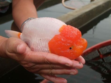 Aesthetic Goldfish, Fat Goldfish, Ranchu Fish, Giant Goldfish, Lionhead Goldfish, Garden Rockery, Oranda Goldfish, Pet Goldfish, Pond Garden