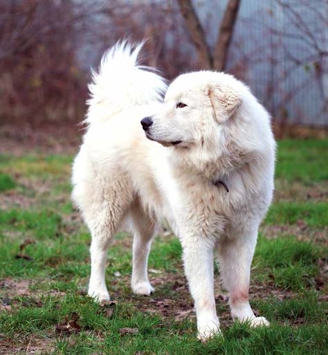 Cream Retriever, Belgian Laekenois, Bohemian Shepherd, German Longhaired Pointer, Singing Dog, Brazilian Terrier, Ranch Animals, Portuguese Podengo, Unique Dogs