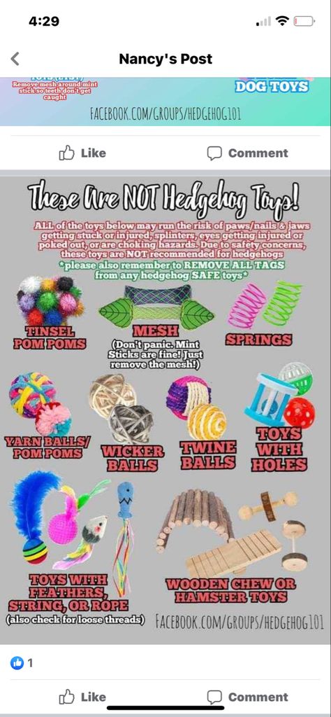 Hedgehog Care Tips, Hedgehog Enrichment Ideas, Hedgehog Pet Cage Ideas, Hedgehog Toys Ideas, Hedgehog Dig Box Ideas, Hedgehog Care Guide, Hedgehog Diy Cage, Hedgehog Cage Setup, Hedgehog Enrichment