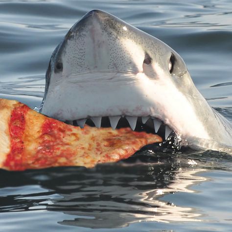 Animal Eating, Pizza Art, Work Images, Love Pizza, Eat Pizza, Love Animals, White Sharks, Great White Shark, Great White