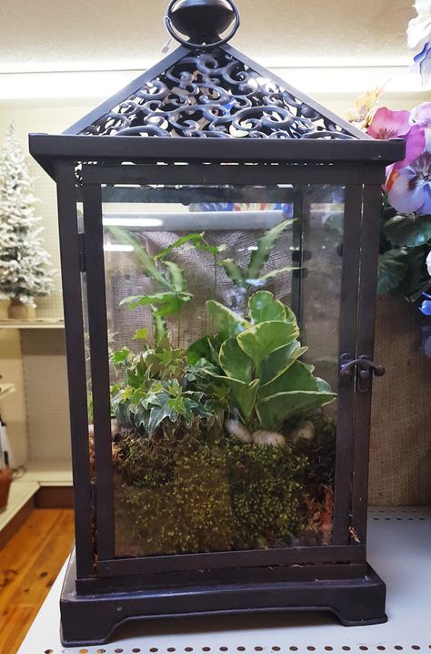 Terrarium In Lantern, Terrarium Lantern, Lantern Terrarium, Outside Lamps, Plant Help, Witchy Crafts, Succulent Gardening, Master Gardener, House Things