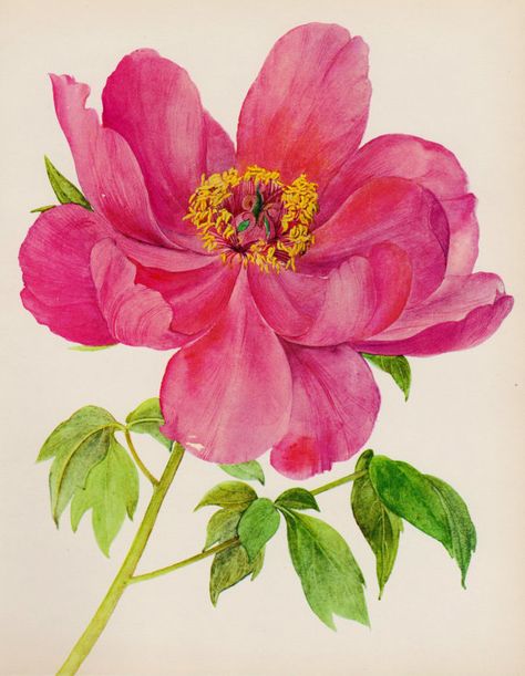 Romantic Peony Print Pink Flower Art Botanical Print Pink Flower Gallery Wall Art Home Library Decor  Shrub 2192 Flower Gallery Wall, Flower Gallery, Botanical Floral Prints, Roses Peonies, Vintage Flower Prints, Peony Print, Illustration Botanique, Vintage Botanical Prints, Library Decor