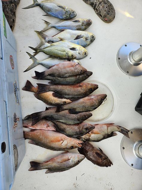 South Florida Mangrove Snapper, South Florida, Fishing, Florida