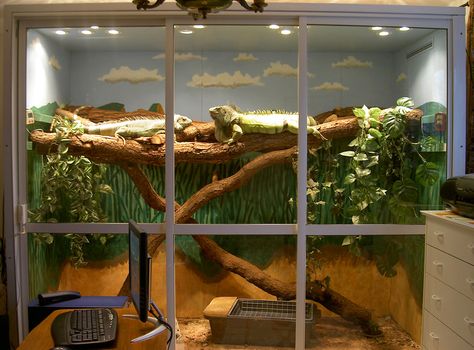 Iguana Terrarium, Reptile Enclosure In Bedroom, Iguana Enclosure Indoor, Iguana Care, Terrarium Stand Reptile, Rough Green Snake Enclosure, Iguana Cage, Lizard Cage, Gothic Reptile Enclosure