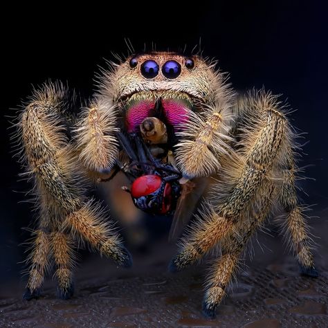 Spider Photo, Spider Species, Jumping Spiders, Pet Spider, Jumping Spider, Beautiful Bugs, Arthropods, Arachnids, Just Girly Things