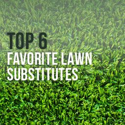 No Mow Grass Lawn Alternative, Grass Substitute Lawn Alternative, No Mow Lawn Grass Alternative, Grass Substitute, Grassless Backyard Ideas, Grassless Landscaping, Lawn Substitute, Grass Alternatives, Artificial Turf Landscaping