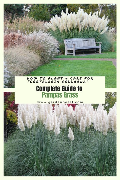 Pampas Landscaping, Pampas Grass Hydrangea, Ornamental Grass Landscape Front Yard, Pampas Grass In Landscaping, Pampas Grass Front Yard, Pampas Grass Garden Ideas, Pampas Grass Landscape Front Yard, Pampas Grass Planting Ideas, Pampas Grass In Garden