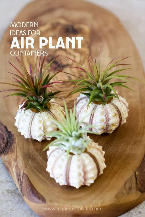 Plant Container Ideas, Air Plant Art, Air Fern, Air Plants Diy, Plant Display Ideas, Air Plants Decor, Air Plants Care, Container Ideas, Air Plant Display