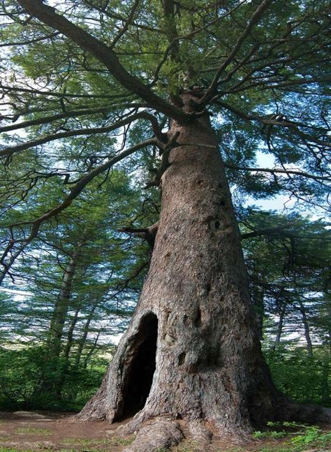 . Hollow Tree, Matka Natura, Old Trees, Unique Trees, Nature Tree, Tree Hugger, Tree Forest, Jolie Photo, Enchanted Forest