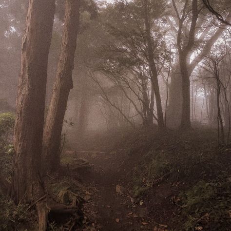 Fall Aesthetic Forest, Winter Rainy Day, Rainy Day Vibes, Pnw Aesthetic, Evermore Era, Twilight Vibes, Forest Fall, Forest Aesthetic, Art Student