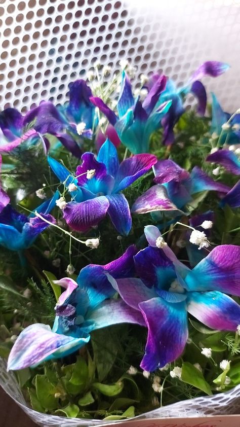 #orchids #flower #pretty Blue Dendrobium Orchids, Alien Girl, First Youtube Video Ideas, Dendrobium Orchids, Blue Orchids, Orchids, Flowers, Pins, Blue