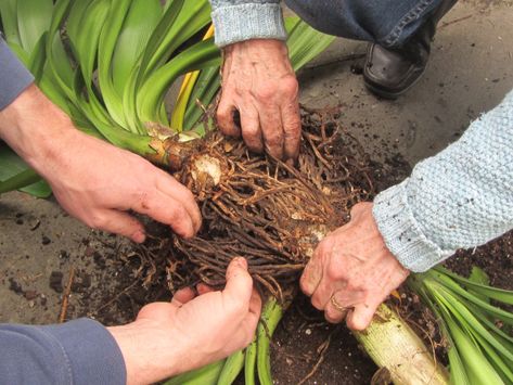 Clivias In Pots, Bush Lily, Clivia Miniata, Summer Outside, How To Split, Tropical House Plants, Florida Gardening, Indoor Plant Care, Desert Oasis