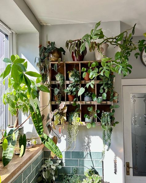 japan indoor plants • Instagram Plant Room Ideas, Plant Room Aesthetic, Tattoo Shop Decor, Houseplant Decor, Plant Tattoo, Plant Aesthetic, Room With Plants, House Plants Indoor, Pretty Plants