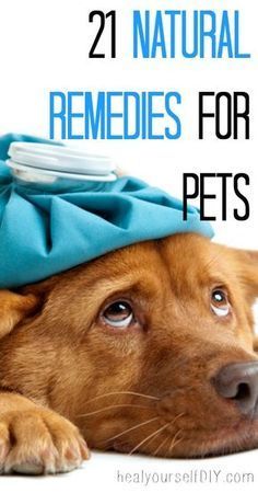 Pet Remedies, Dog Remedies, Fu Dog, Love My Dog, Dog Info, Pet Hacks, Dog Health, Pet Health, Pet Grooming