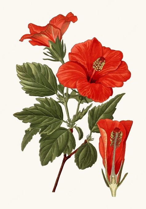 Premium Vector | A vintage illustration of a hibiscus flower Hardy Hibiscus, Hibiscus Rosa Sinensis, Botanical Flower Art, Green Cherries, Tropical Hibiscus, Hibiscus Flower, Flower Prints Art, Vintage Wall Decor, Botanical Flowers