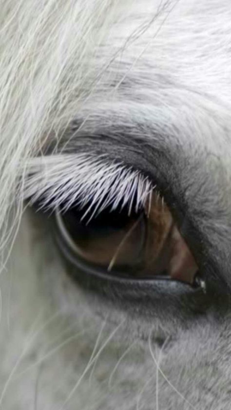 Horses Eyes, Regard Animal, Horse Anatomy, Horse Eye, Horse Drawing, All The Pretty Horses, Horse Drawings, Eye Photography, Horse Equestrian