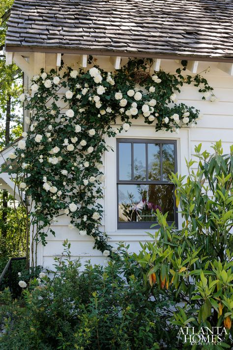 Plants Pictures, Alex Smith, Wall Climbing, Climbing Vines, Vine Design, Climbing Roses, English Cottage, House And Home Magazine, Super Ideas