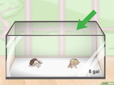 Diy Hermit Crab Habitat Tanks, Crabitat Ideas Diy Hermit Crab Habitat, Hermit Crab Tank Ideas, Hermit Crab Habitat Ideas, Crab Ideas, Crab Habitat, Hermit Crab Habitat, Crab Tank, Unique Pets