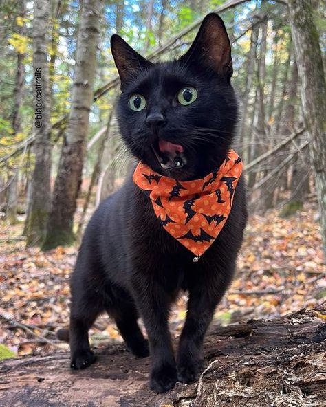 Black Cat In Costume, Cat In Costume, Cat In Clothes, Black Happiness, Black Kittens, Fall Cats, Fall Girl, Cats Black, Dream's Cat