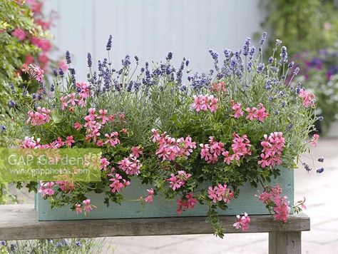 Pelargonium Peltatum, Paris Images, Plant Photography, Garden Features, Green Garden, Geraniums, Wooden Box, Wooden Boxes, Garden Plants