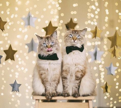 Cute Cat Photos, Cat Alice In Wonderland, Dog Christmas Photos, Cat Celebrating, Cat Christmas Cards, Animal Photoshoot, Cat Calendar, Pumpkin Cat, Kitty Christmas