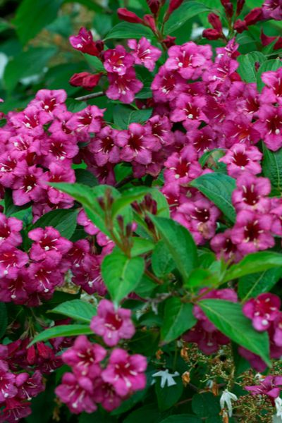 Perennial Bushes, Weigela Bush, Deer Resistant Shrubs, Sonic Bloom, Low Maintenance Shrubs, Bush Garden, Compost Soil, Flowering Bushes, Diy Garden Fountains