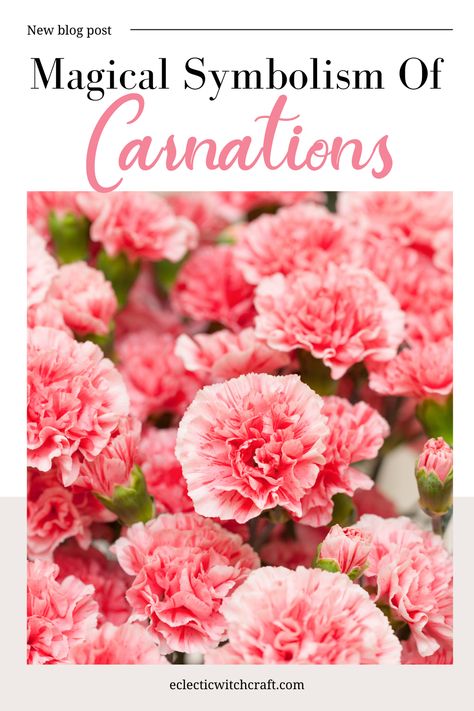 Carnations Meaning, Scottie Dog Quilt Pattern, Carnation Flower Meaning, Carnations Flower, Carnation Colors, Eclectic Witchcraft, Green Carnation, Purple Carnations, Yellow Carnations