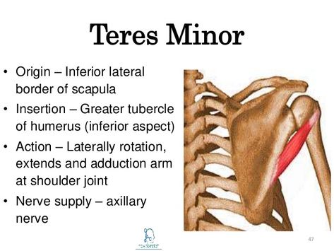 Teres Minor Muscle: Teres minor muscle is a narrow, elongated muscle of the rotator cuff. Attachment of the Teres Minor Muscle Origin: The middle part of the lateral border of scapula Insertion: The inferior aspect of greater tubercle of the humerus Action of the Teres Minor Muscle Laterally rotates the arm at the shoulder joint. Weakly adducts the arm at … Supraspinatus Muscle, Teres Major, Shoulder Anatomy, Anatomy Education, Human Muscle Anatomy, Gross Anatomy, Sports Therapy, Muscle Anatomy, Sports Massage