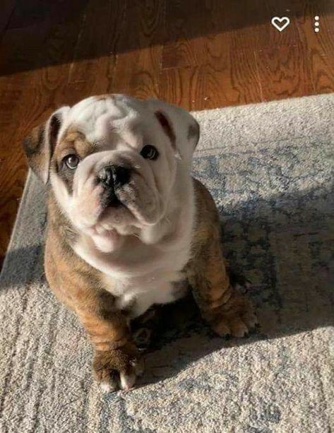 Brindle English Bulldog, Future Manifestation, French Bulldog Black, Black Bulldog, Bulldogs Puppies, Baby Bulldogs, Bulldog Tshirt, Cute Bulldog Puppies, Bulldog French