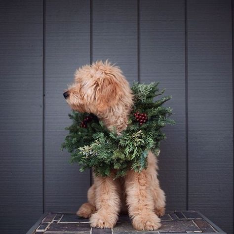 In a Perfect World... Golden Doodle Christmas Pictures, Tina Motta, Golden Doodle Christmas, Pet Poses, Dog Christmas Pictures, Doodle Christmas, Puppy Photography, Cute Christmas Outfits, Golden Doodle