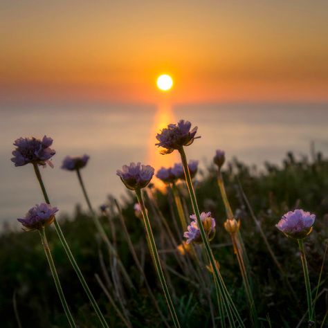 travelbinge: “ponderation: “Thrift by Andi Campbell-Jones ” St. Agnes, Cornwall, England ” Evening Vibes Aesthetic, Evening Vibes, 2k Wallpaper, Versailles Garden, Zen Gardens, Sunset Rose, Wonderful Nature, Scenery Photography, Beautiful Flowers Wallpapers