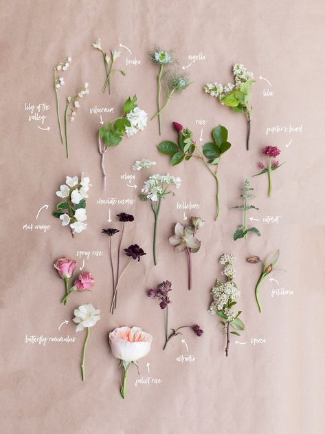 Bouquet Breakdown by Blushing Rose Floral | Utah Wedding Florist Modern Bouquet, Filler Flowers, Flower Guide, Cut Flower Garden, Flower Names, Flower Food, Floral Shop, Utah Wedding, Utah Weddings