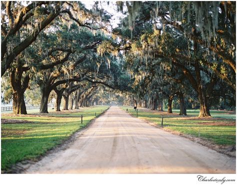 8 Spectacular Spots to See Live Oaks in Charleston - Explore Charleston Blog Mount Pleasant South Carolina, Middleton Place, Boone Hall, Charleston Travel, Mount Pleasant, American Cities, Adventure Awaits, The Locals, The Great Outdoors