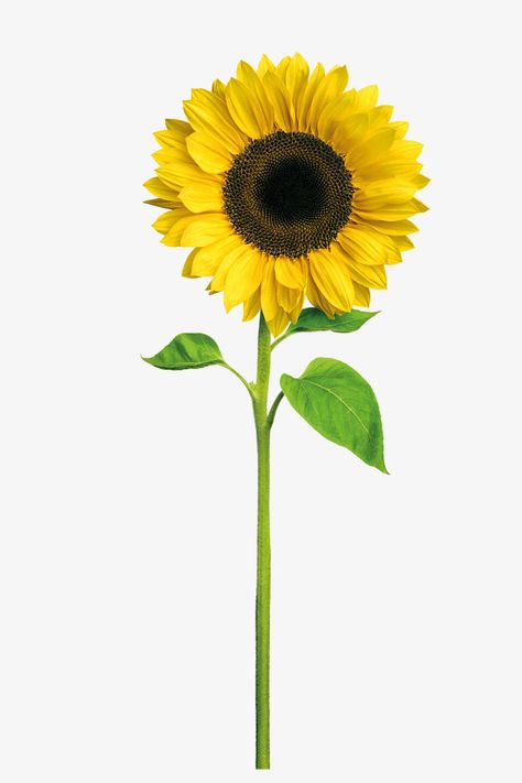 Sunflower Vector, Sun Png, Yellow Png, Konosuba Wallpaper, Flower Sunflower, Sunflower Clipart, Flowers Graphic, Sunflower Pictures, Sun Flowers