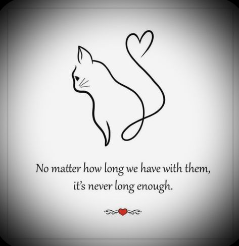 ￼ Cat Passing Quotes, Quotes About Losing A Cat, Loss Of A Cat Sayings, Dead Cat Quotes, Losing A Pet Quote Cat, Losing A Cat Quote, My Cat Died, Pet Quotes Cat, Losing A Pet Quotes