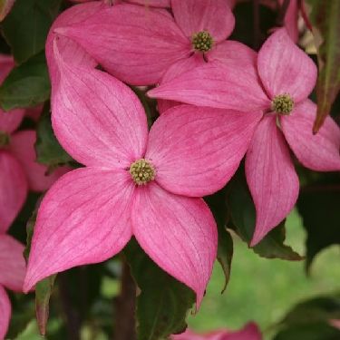 Scarlet Fire® Chinese Dogwood - A strong growing Dogwood with multiseason interest including super large, deep pink spring blooms. This beautiful, hardy tree also has good fall color and ornamental fruit. Enjoy it as a focal point or in mixed tree and mixed shrub borders. Attract Pollinators, How To Attract Birds, Pink Spring, Leaf Coloring, Spring Blooms, Fall Color, Deep Pink, Backyard Ideas, Enjoy It