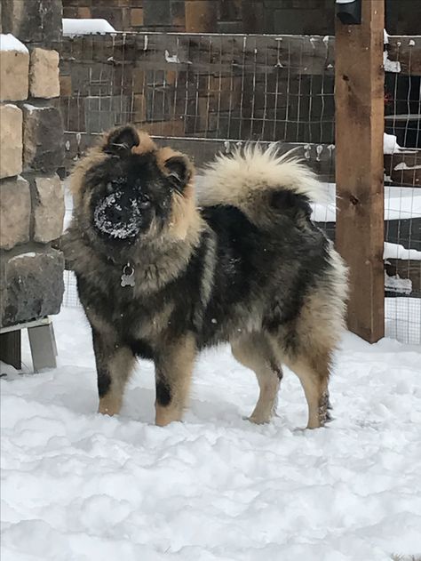 Asian Shepherd Dog, Eurasian Dog, Africanis Dog Breed, Akita Dog Japanese, Akita Mix Dog, Big Puppies, Teddy Bear Dog, Akita Dog, Real Dog