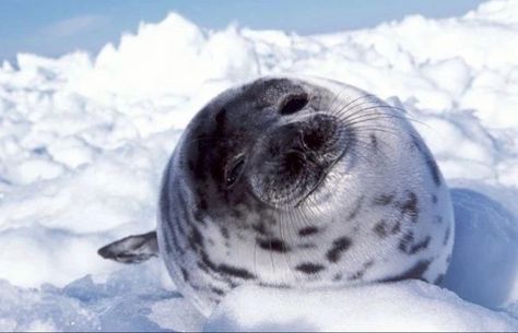 Seal Wallpaper, Spotted Seal, Baby Harp Seal, Memes Cute, Harp Seal, Cute Seals, Baby Seal, A Seal, Animals Cute