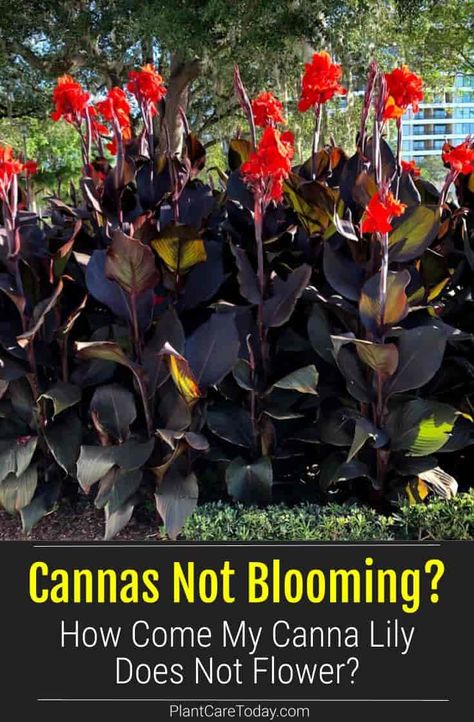 Canna lilies are showy flowering perennial plants that need proper requirements to bloom. Learn why your Cannas are not flowering. Over Wintering Canna Lilies, Cana Plants In Pots, Canna Lilies In Containers, Canna Lily Companion Plants, Cana Lily In Pots, Cannas In Pots, Canna Lily Landscaping Ideas, Canna Lily Container, Canna Lily Container Pots